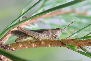Common field grasshopper, Chorthippus brunneus 