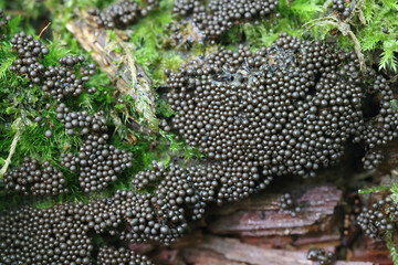 Cribraria argillacea, a slime mold from Finland, no common English name