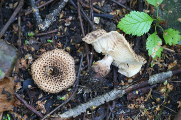 Lepiota echinacea, also called Echinoderma echinaceum, a dapperling mushroom from Finland, no common English name
