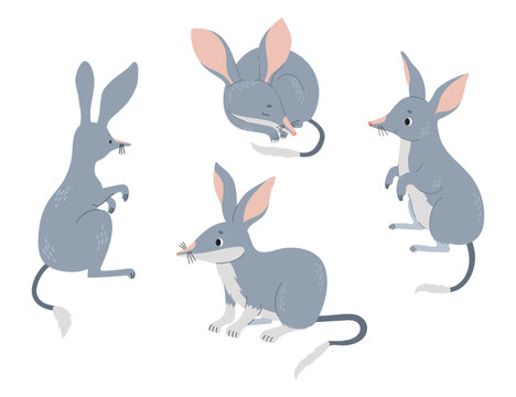Australian bilbies collection. Cute wild mammal. Vector illustration in flat style. Isolated rodents Australian fauna on white background