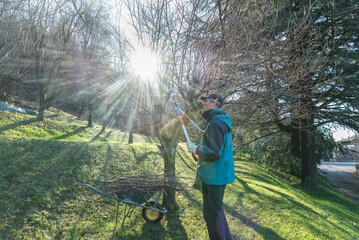 Gardening in winter. Backlit worker pruning  fruit tree branches with a lopper. The branches are placed in a wheelbarrow