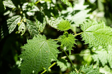 sting nettle in the tropical forest