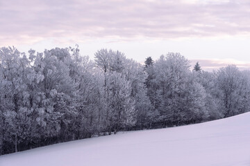 trees by a field in hoarfrost