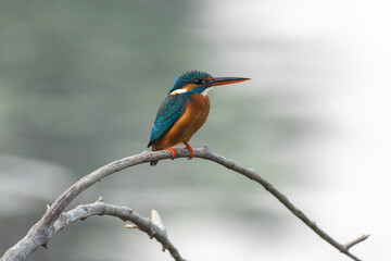 Common kingfisher bird perched on a branch in the forest