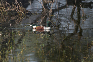 Northern shoveler bird swimming with use of selective focus 