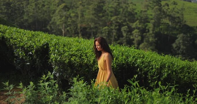 Walking happy woman traveler portrait among green tea plantations. High quality slow motion video of young adult influencer model walking among of perfect tea terraces in mountains of Sri Lanka.