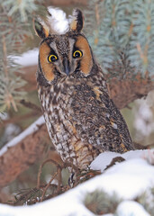 Portrait of a Long-eared owl in a fir tree surrounded by branches and snow, Quebec, Canada