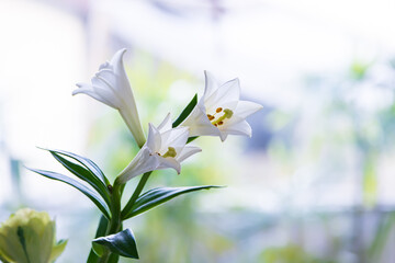 清楚な白い百合の花