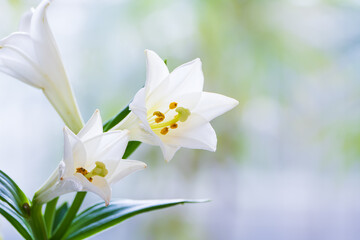 清楚な白い百合の花