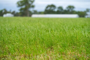 Cattle ranch farming landscape, with rolling hills and cows in fields, in Australia. Beautiful green grass and fat cows and bulls grazing on pasture.