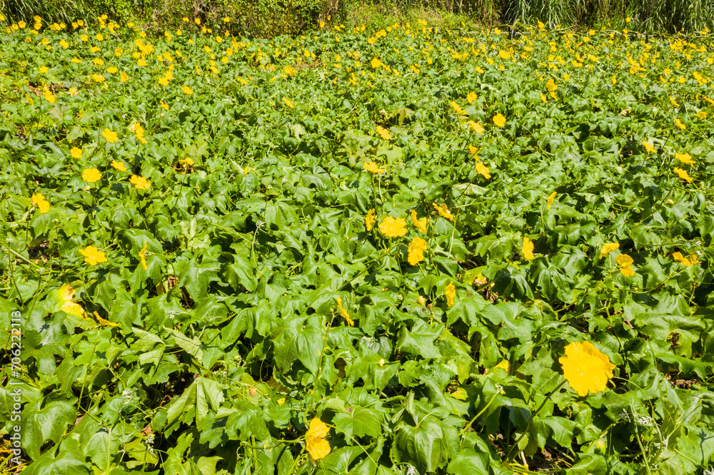 Wall mural farm of loofah with yellow flowers