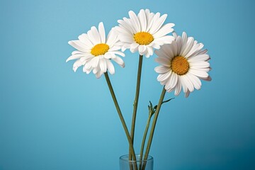 white daisy frame with copy space minimalist theme background generative ai 