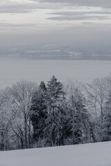 Trees by Lake Mjosa in hoarfrost.