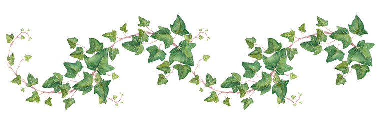 Green ivy boarder element. Hand-drwn watercolor illustation. - obrazy, fototapety, plakaty