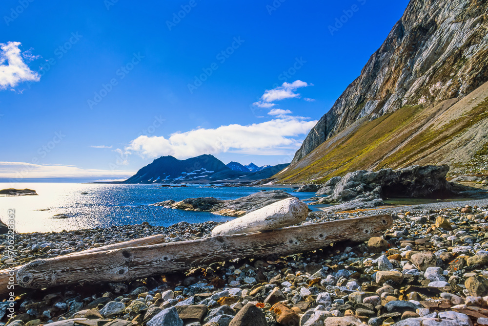 Wall mural Logs on a beach in the arctic