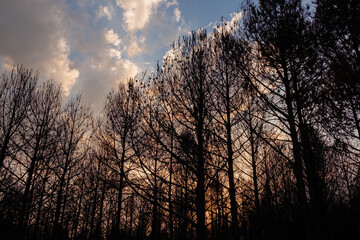 Fototapeta na wymiar silhouette of a pine forest after a forest fire in autumn at sundown