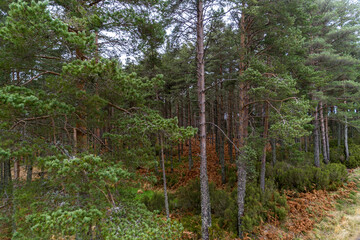 view of a pine forest in autumn
