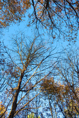 view from the ground of the treetops of a forest in winter