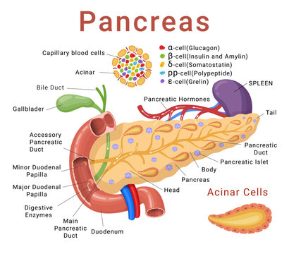 Pancreas infographics medical scheme anatomical cross section model with names isometric vector