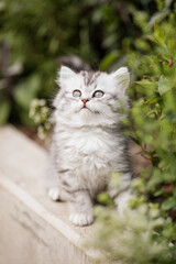 Naklejka na ściany i meble Sommeridylle: Niedliche junge getigerte Katze spielt draußen im sonnigen Garten im Blumenbeet vor dem Haus