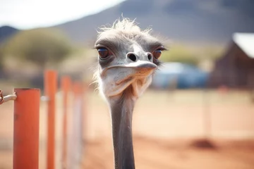 Foto op Plexiglas a curious ostrich near a viewing point © primopiano