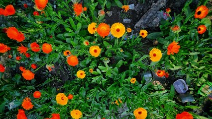 Orange pot marigold flower also known as calendula officinalis or daisy flowers