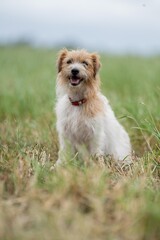jack russell Dog portrait on a farm in a field of green grass in spring