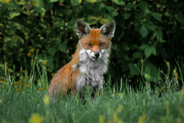 A young fox cub sitting on the grass and looking at the camera. Taken in front of a hedge, and on a grass meadow. Its ears are pricked