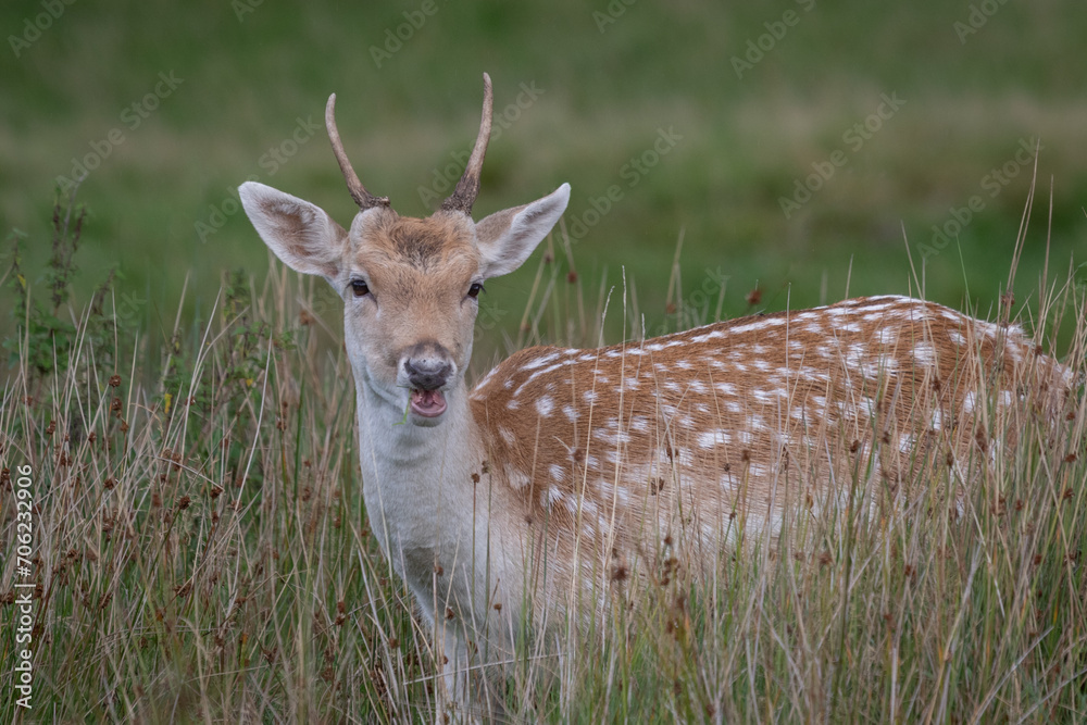 Aufkleber a close up of a young fallow deer buck called a pricket. standing in long grass and looking forward.