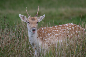 A close up of a young fallow deer buck called a pricket. Standing in long grass and looking forward. - 706232906