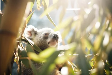 Fotobehang sun filtering through eucalyptus leaves onto a koala © primopiano