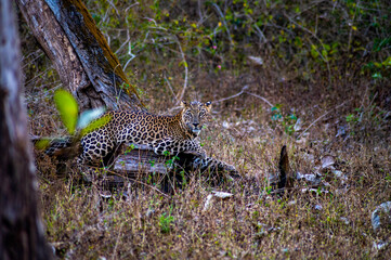 Indian Wild Leopard relaxing on wood inside forest 