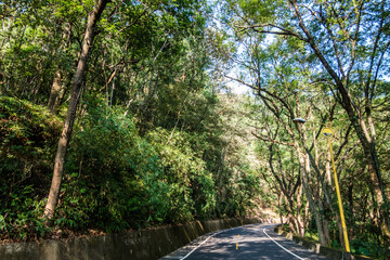 curval road under the tree