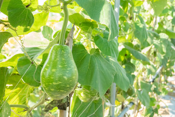 green bottle gourd