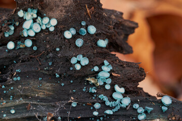 Inedible mushroom Chlorociboria aeruginosa on the wood. Known as Turquoise Elfcup. Wild cup mushrooms in the beech forest.