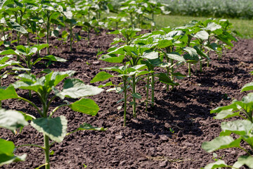 A close-up of a sprout of sunflower sprouts lit by the afternoon sun on fertile black soil. Concept agro culture.