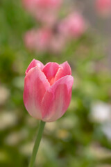 Close-up of sweet pink tulip flower blooming in the garden with soft morning sunlight on a blurred background.