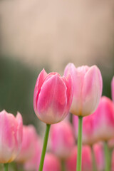 Fototapeta premium Close-up of sweet pink tulip flowers blooming in the garden with soft morning sunlight on a blurred background.