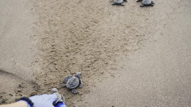 sea baby turtle crossing the beach reaching the sea ocean water