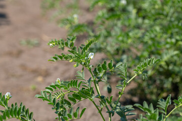 Chickpeas in garden with leaves. Chickpeas plant growing.