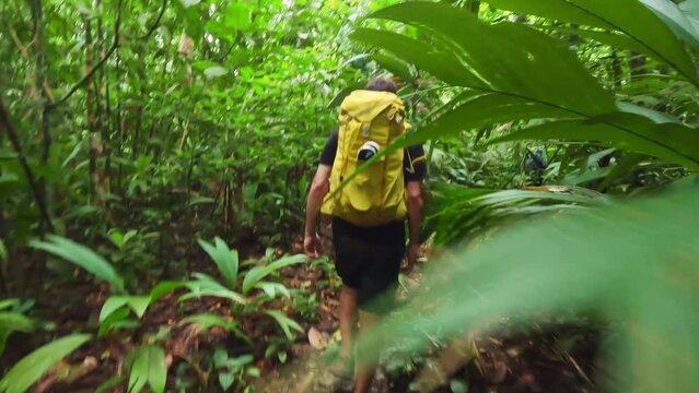 backpackers walking in deep forest jungle trekking path exploring Central America rain forest yellow bright backpack in green vegetation