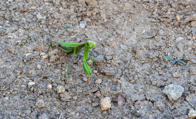 Detail of the green praying mantis walking on the ground.