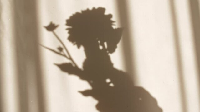 The girl holds a hydrangea flower in her hand. Light and shadows from from leaves of the peony. Transparent soft light and shadow on wall. Space for text. Product presentation, advertising. 4k 