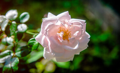 pink roses blooms in summer in the city Park
