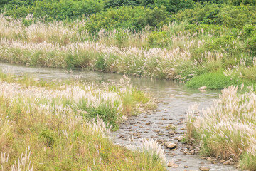 wild sugarcane grass