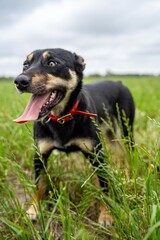 portrait of a brown working kelpie dog sitting in grass on a farm in spring
