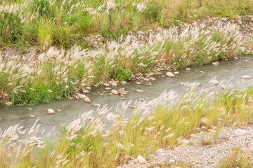 wild sugarcane grass