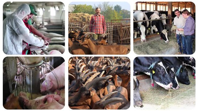 Sustainable Livestock Production - Multi Screen Video. Animal Husbandry. Livestock Farming. Management and Welfare of Farm Animals. Cattle, Pigs and Goats on a Farm. Breeding of Farm Animals.