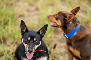 portrait of a brown working kelpie dog sitting in grass on a farm in spring