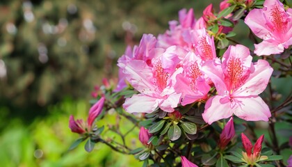 Azalea flowering in the garden, with copy space